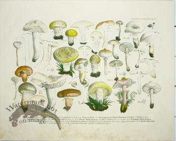 Mushroom Atlas 31